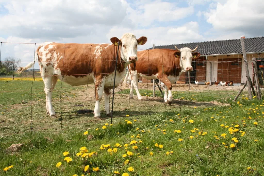 Farma Kundratice — 2. fénykép